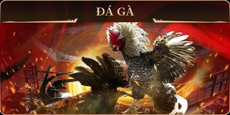 Cách Chơi Đá Gà GA28 Nohu90 Hiệu Quả Và Mẹo Dự Đoán Chính Xác 2 Cách Chơi Đá Gà GA28 Nohu90 Hiệu Quả Và Mẹo Dự Đoán Chính Xác