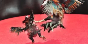 Cách Chơi Đá Gà Sabong Tại Nohu90 Hướng Dẫn Cụ Thể Và Chiến Thuật Tăng Tỷ Lệ Thắng