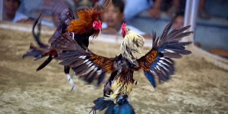 Cách Chơi Đá Gà Sabong Tại Nohu90 Hướng Dẫn Cụ Thể Và Chiến Thuật Tăng Tỷ Lệ Thắng 2 Cách Chơi Đá Gà Sabong Tại Nohu90 Hướng Dẫn Cụ Thể Và Chiến Thuật Tăng Tỷ Lệ Thắng